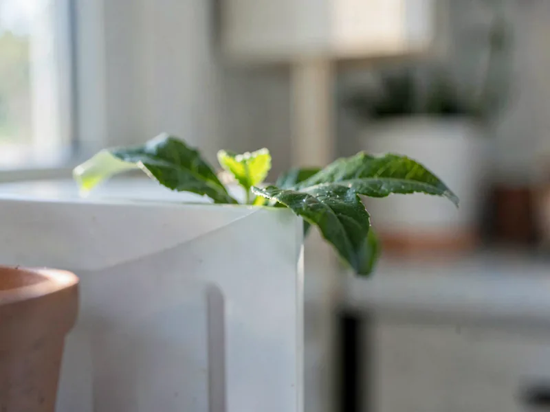 A small potted plant leaf against a pale cabinet edge